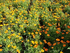 205 Longwood Gardens [2008 August 23]